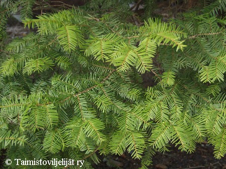 Taxus cuspidata